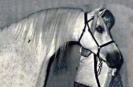Lithgow Wishnik shown in-hand (from off-side front - head and neck)